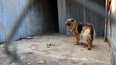 Puppy farms will still exist but with a reduced number of dogs.