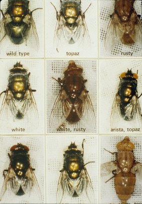 A tray of blowflies. These flies were bred with mutations in the laboratory to study control methods for the sheep blowfly.