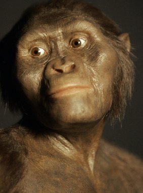 One of us: A model of the 3.2 million-year-old hominid known as Lucy reveals what our early ancestors looked like. 