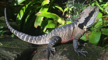 Nature Life With Kinkytail An Eastern Water Dragon