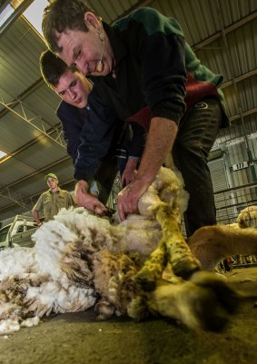 Professional sheep shearer Ian Elkin helps Ben Angstmann of Canberra Grammar school shear a sheep. 