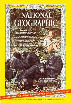 A 1965 National Geographic magazine cover with Jane Goodall and her chimpanzees. 