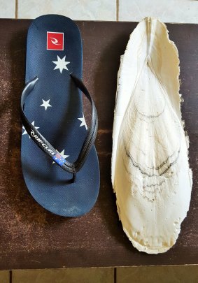 Michael Brown's giant-sized cuttlebone found near Bermagui earlier this month.