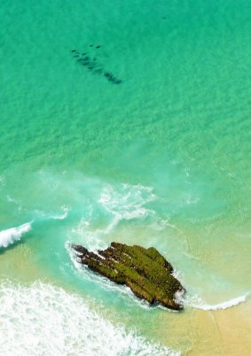 No sharks, but a pod of dolphins spotted during a beach patrol flight.