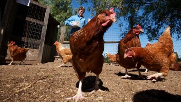 Victoria's flocks of 'sentinel' chickens are blood tested weekly for mosquito-borne diseases. 