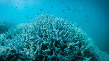 The bishops lamented "the elephant in the room ... the impending loss of the Great Barrier Reef with back-to-back yearly coral bleaching across two thirds of its length".