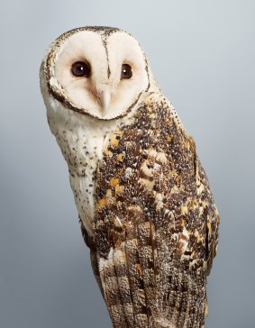 'Tani', Australian masked owl, Tyto novaehollandiae.