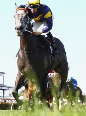 Grey matter: Chautauqua is well fancied in the T.J. Smith stakes.