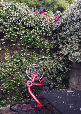 Two Reddy Go bikes dumped over the fence into a Sydney backyard. 