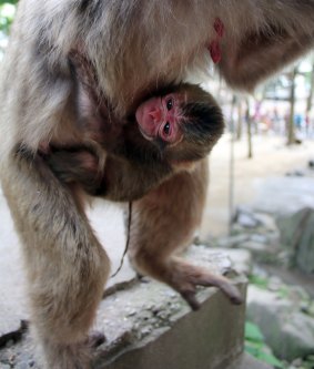 A baby monkey born at Mount Takasaki Wild Monkey Park in Oita, western Japan.