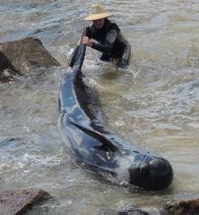 Twelve long-finned pilot whales died in the shallows of Bunbury Harbour on Monday.