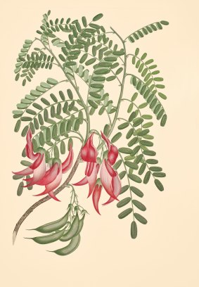 Clianthus puniceus kakabeak, Leguminosae.
