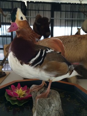 A taxidermy Mandarin Duck is up for auction.