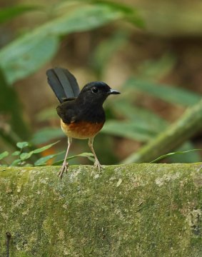 White-rumped Shama (Copsychus malabaricus tricolor).