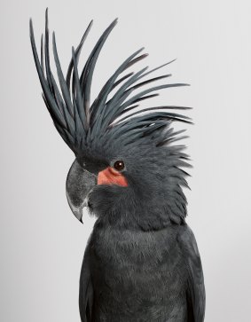 'Seisa', Palm Cockatoo, Probosciger aterrimus.