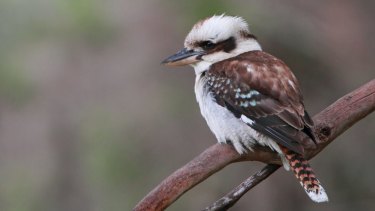 Sightings Of Australia S Common Birds Are On The Decline Study Finds