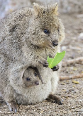 Quokka and baby on Rottnest Island.