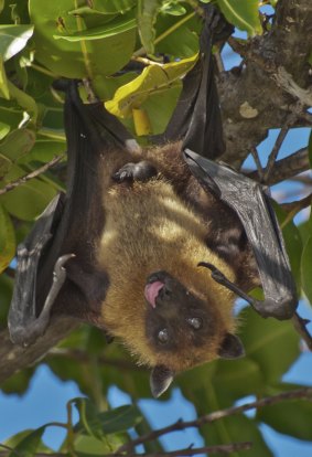 Fruit bats are relatively easily discouraged.
