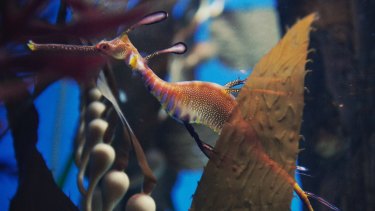 Revealed The Bizarre Courtship Tango Of The Weedy Sea Dragon