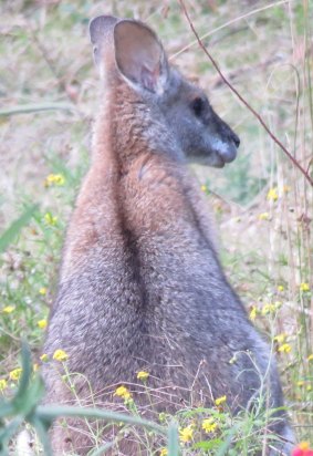 A lack-striped wallaby, one of the endangered species at risk from forest operations at Cherry Tree State Forest.