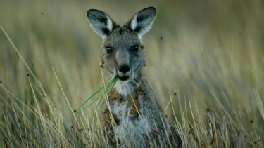 Shooters And Fishers Want Open Season Kangaroo Hunting