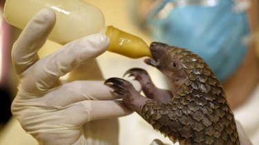 A young pangolin is bottle fed. The illegal live trade of pangolins is a common sight in China.