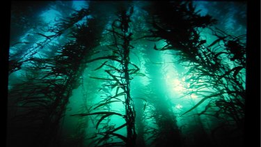 The biologically rich giant kelp forests off eastern Tasmania are under threat from warm-water predators.