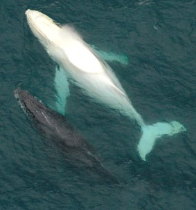 Migaloo (right) with another humpback. 