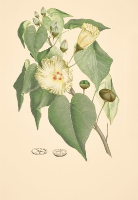 Thespesia populnea mahoe, Malvaceae.