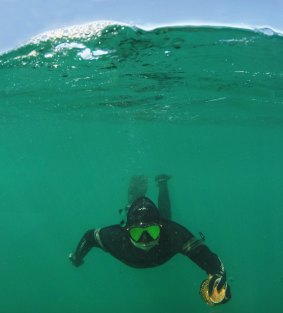 Andrew diving for scallops in Port Phillip Bay near Rye.