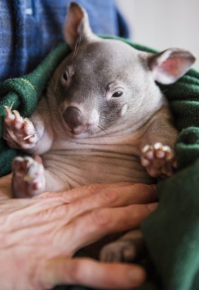 One of the patients at The Sleepy Burrows Wombat Sanctuary