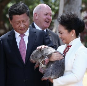 Chinese President Xi Jinping, Governor-General Sir Peter Cosgrove and Madame Peng Liyuan meet with 10-month-old baby wombat Walnut at Government House in Canberra.