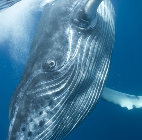 A photo from the Beautiful Whale exhibition featuring a humpback whale calf.