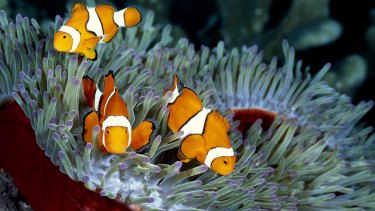 No clowning around: Greater Barrier Reef is a "significant concern".