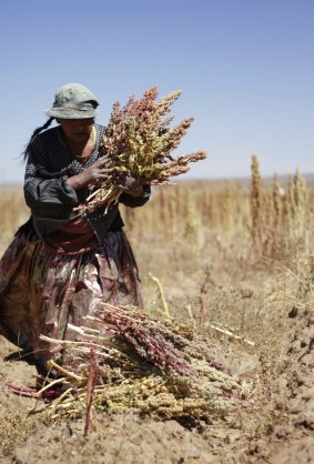 Diet staple: A woman harvests quinoa plants on a field in Tarmaya, 120km south of La Paz.