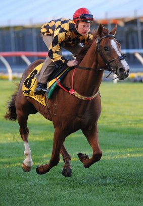 Tommy Berry, seen here riding Woodbine during Breakfast With The Best Track Gallops at Moonee Valley on October 21, will don Lloyd Williams' famous navy blue and white colours for the first time next week.