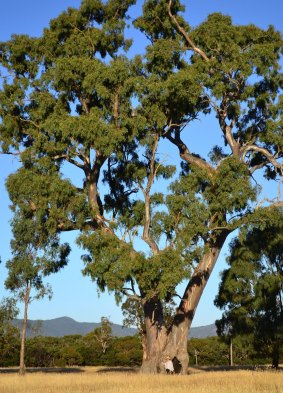 A local resident stands at the foot of a claimed Aboriginal birthing tree near Mount Langi Ghiran, in western Victoria.