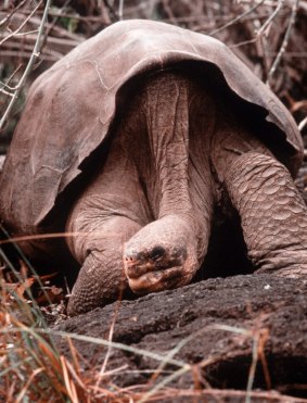 Lonesome George, pictured on the Galapagos island of Pinta in 1985.