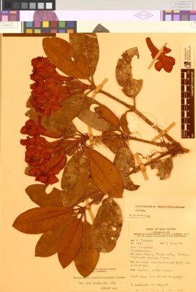 A plant specimen collected by CSIRO in PNG in 1961.