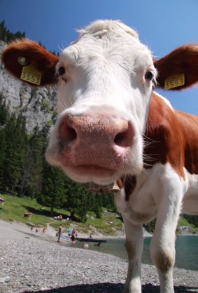 Swiss cow on the shores of Lake Oeschinensee.