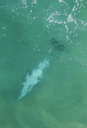 A dolphin lies on the seabed after a presumed shark attack.