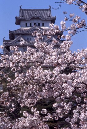 Himeji Castle surrounded by a sea of cherry blossoms. 