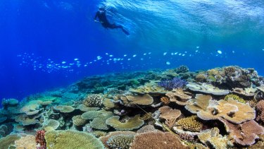 Scientists survey Rib Reef, off Townsville, where coral has escaped bleaching damage.