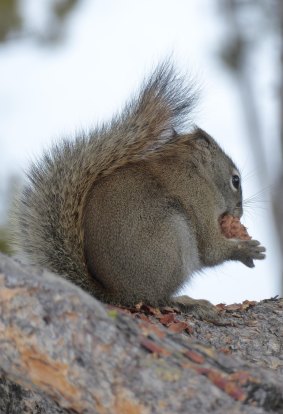 In winter, every day is a struggle for survival for creatures such as this squirrel.