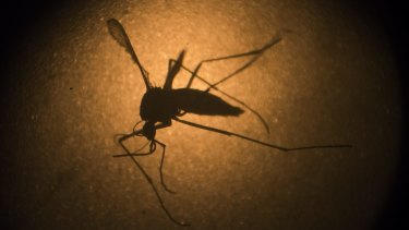 Mosquito populations are being sprayed in Rockhampton after a local man was diagnosed with Zika virus.