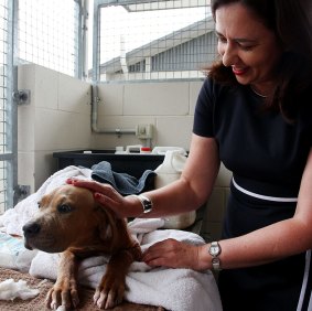 Premier Annastacia Palaszczuk helps bath a dogue de bordeaux puppy during a visit to the RSPCA following an alleged puppy farm raid.