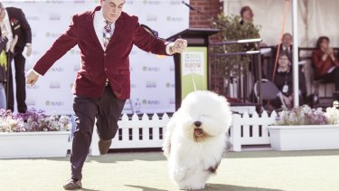 “Roger’s a wonderful pet to have. He loves his toys; he throws them up in the air. He gets on the good furniture and just sits and plays with his toys. But he’s also a guard dog. If someone comes to the door, he’ll be there.” Chris Moore,  of Melbourne, with his champion old English sheepdog.