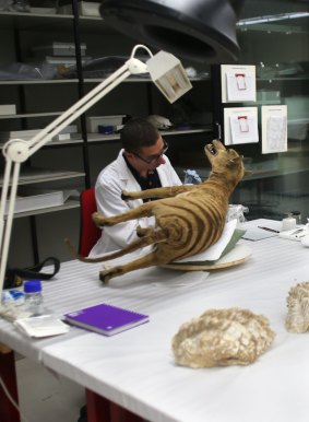 Sheldon Teare, natural sciences conservator at the Australian Museum working on a thylacine specimen. 