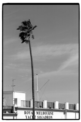 A palm tree blows in the wind at the Royal Melbourne Yacht squadron.