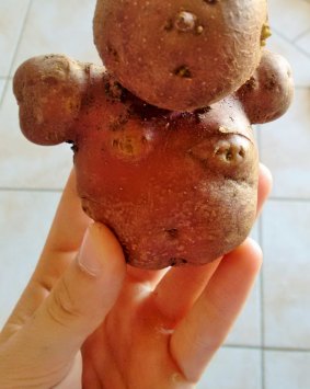 "Potato Man''. 